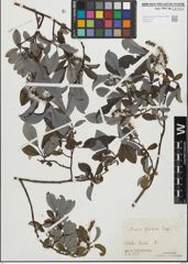 Foto von Salix glabra Scop.
